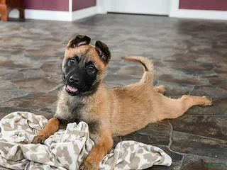 Belgian Malinois dogs Poppy - Ad 42
