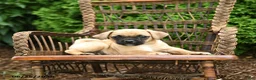 Jug dogs for sale: Keegan - Ad 3