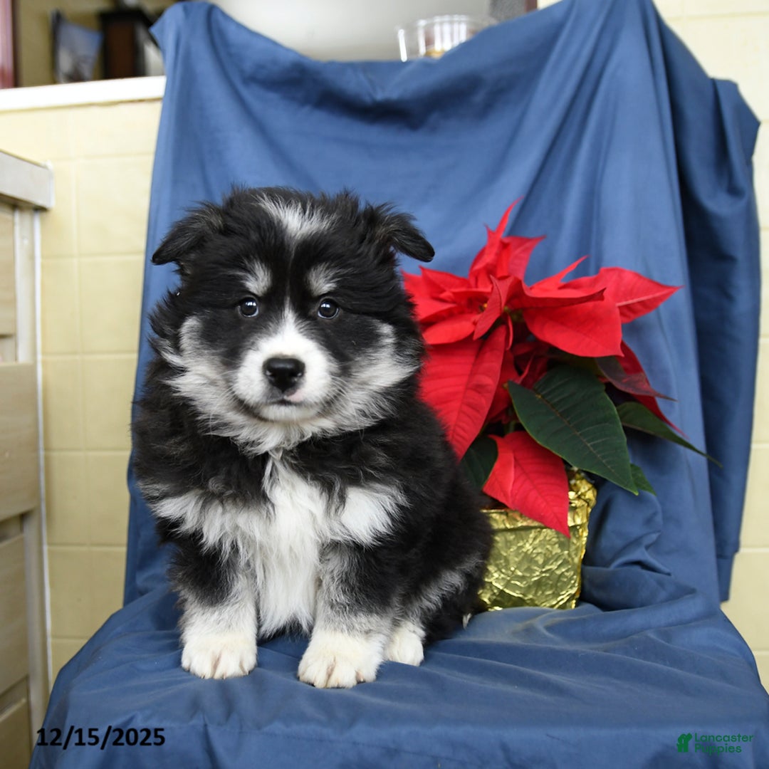 Mixed Breed dogs for sale: Craig - Ad 4