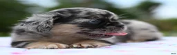 Mixed Breed dogs for sale: Ruby blue eyes merle - Ad 18
