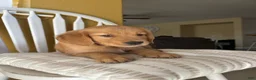 Golden Retriever dogs for sale: Golden Retriever Purple  - Ad 7