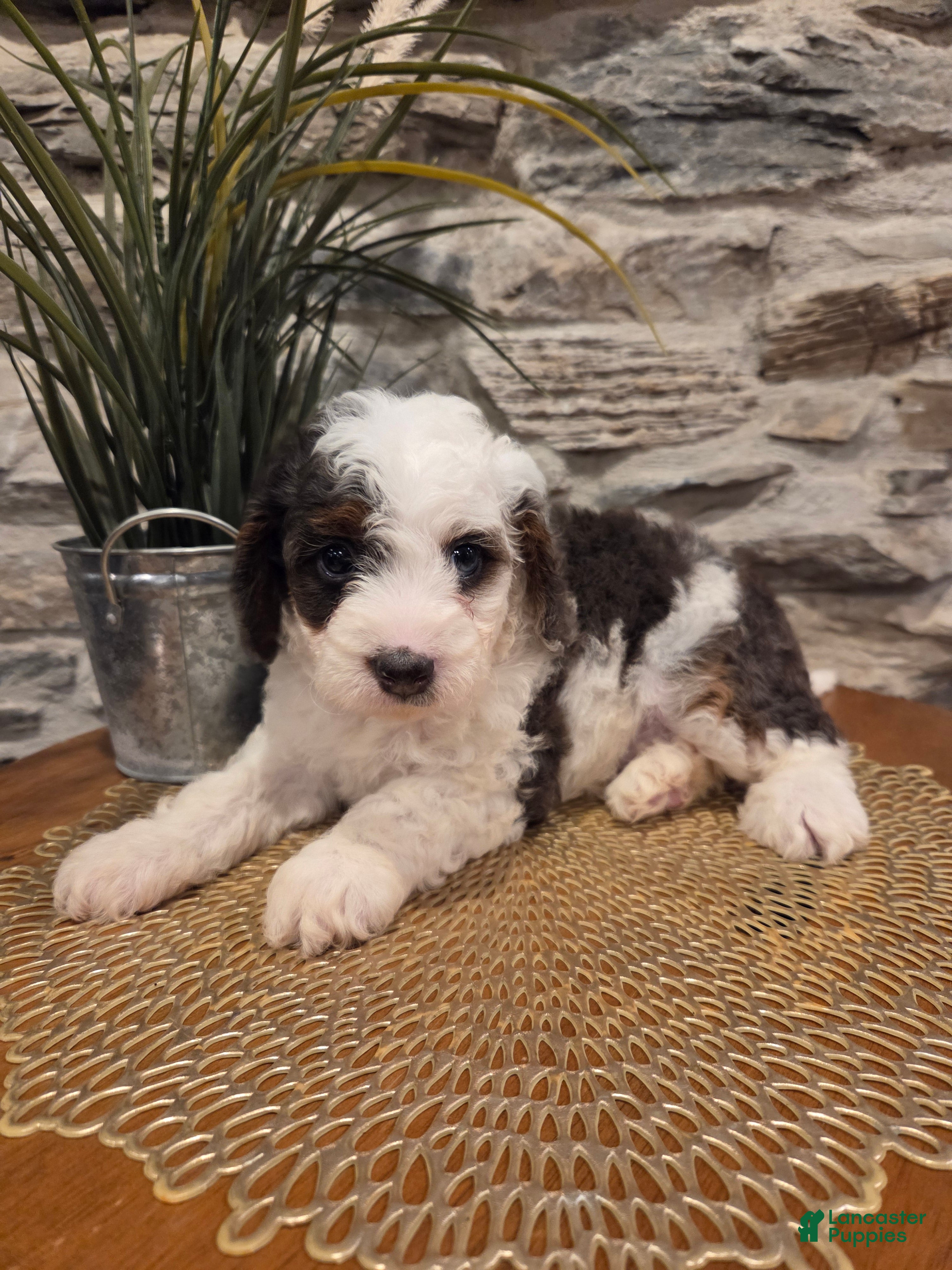 Mini Bernedoodle dogs ELLIE - FEMALE Mini Bernedoodle 3 - Ad 2