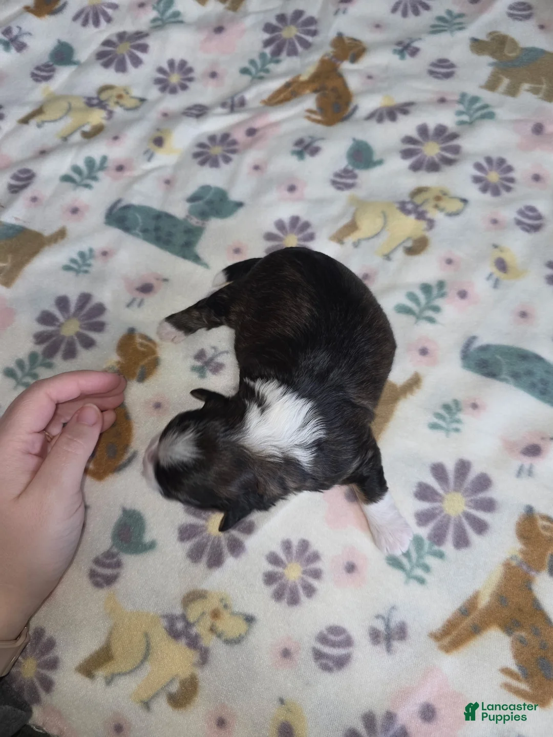 Shihpoo dogs for sale: Shihpoo Puppy 3 - Ad 4