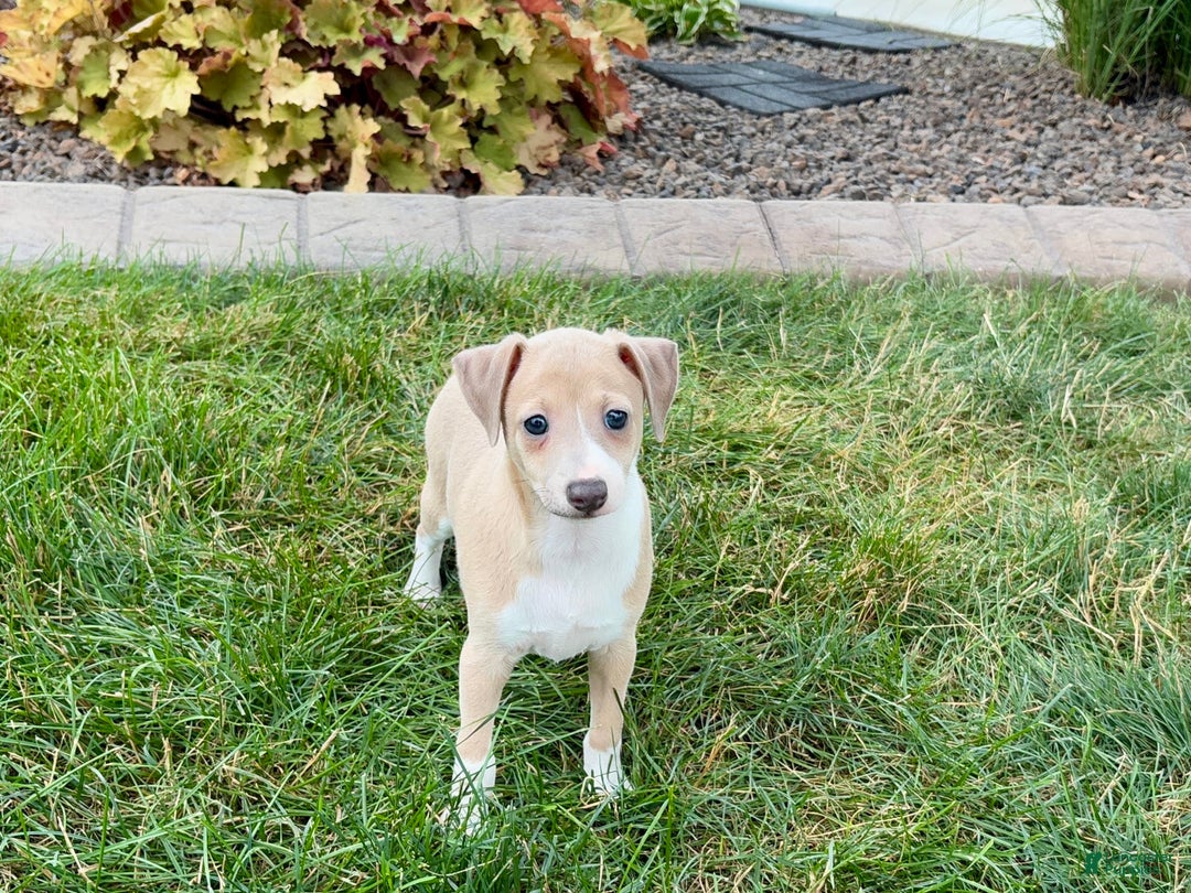 Italian Greyhound dogs for sale: Gordie - Ad 3