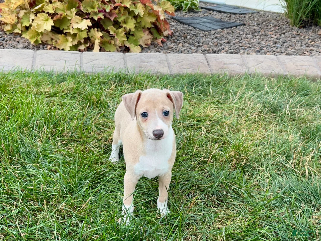 Italian Greyhound dogs for sale: Gordie - Ad 9