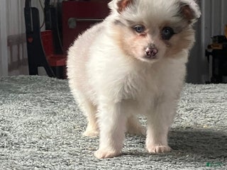 Mixed Breed dogs John - Ad 12