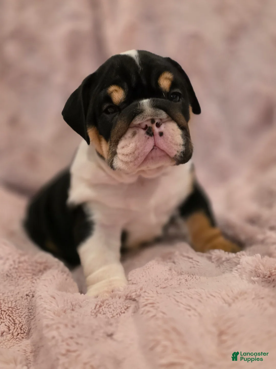English Bulldog dogs for sale: Sassy - Ad 1