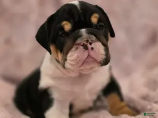 English Bulldog dogs for sale: Sassy - Ad 3