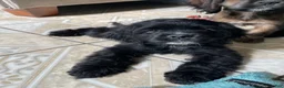 Cocker Spaniel dogs for sale: Billy - Ad 7