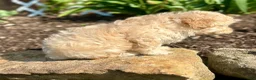 Maltipoo dogs for sale: Charlie - Ad 5
