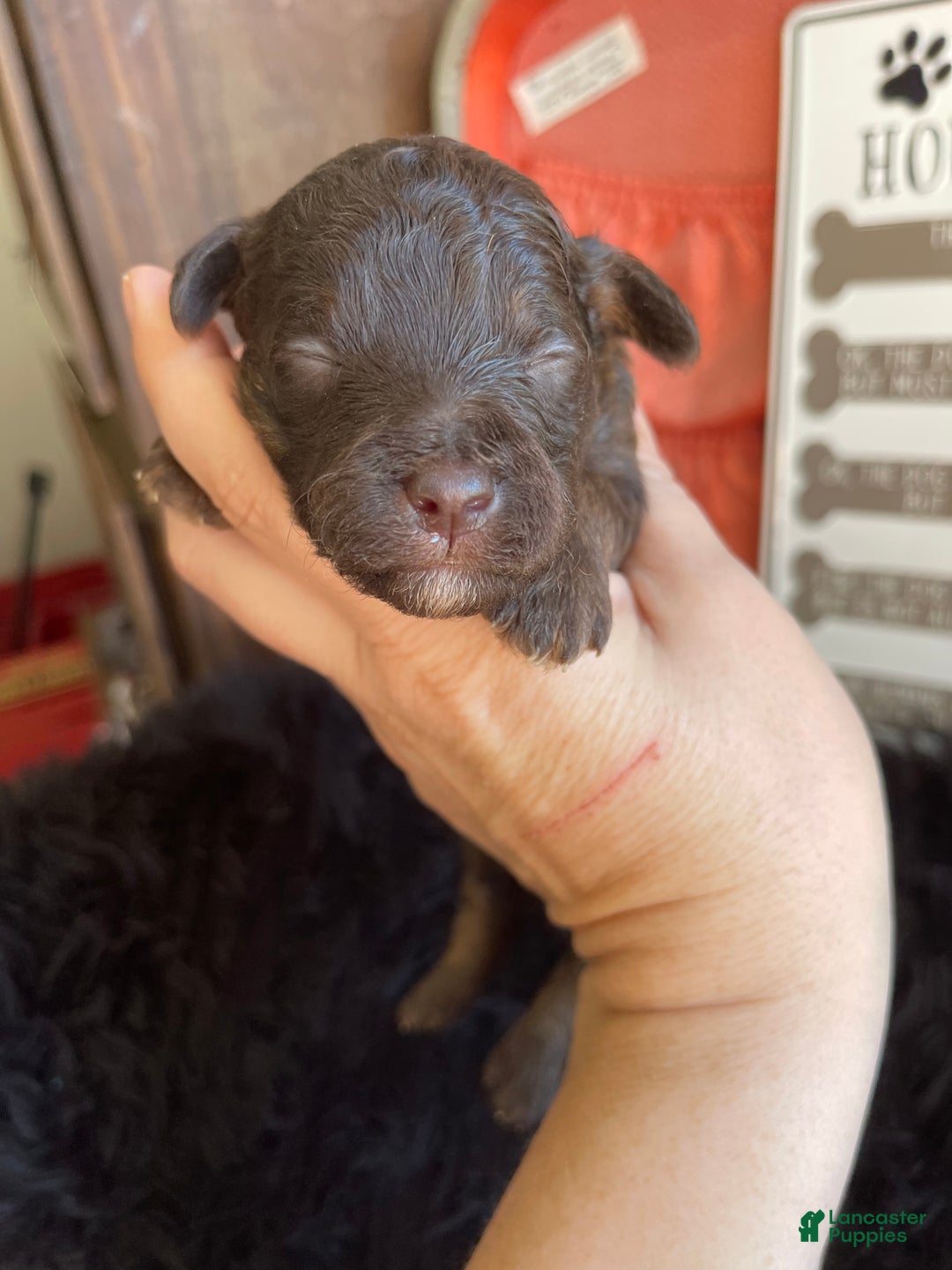 Miniature Poodle dogs for sale: Akc Clear Chocolate Phantom Boy 1 - Ad 17