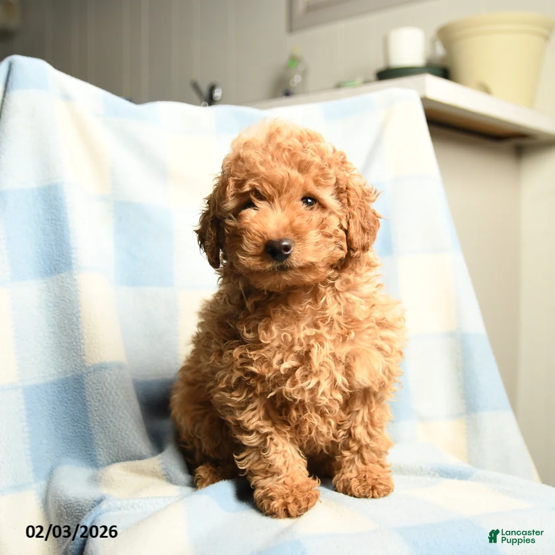 Toy Poodle dogs for sale: Champion - Ad 4