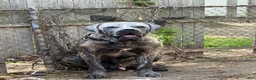 Mixed Breed dogs for sale: Puppy 2 - Ad 3