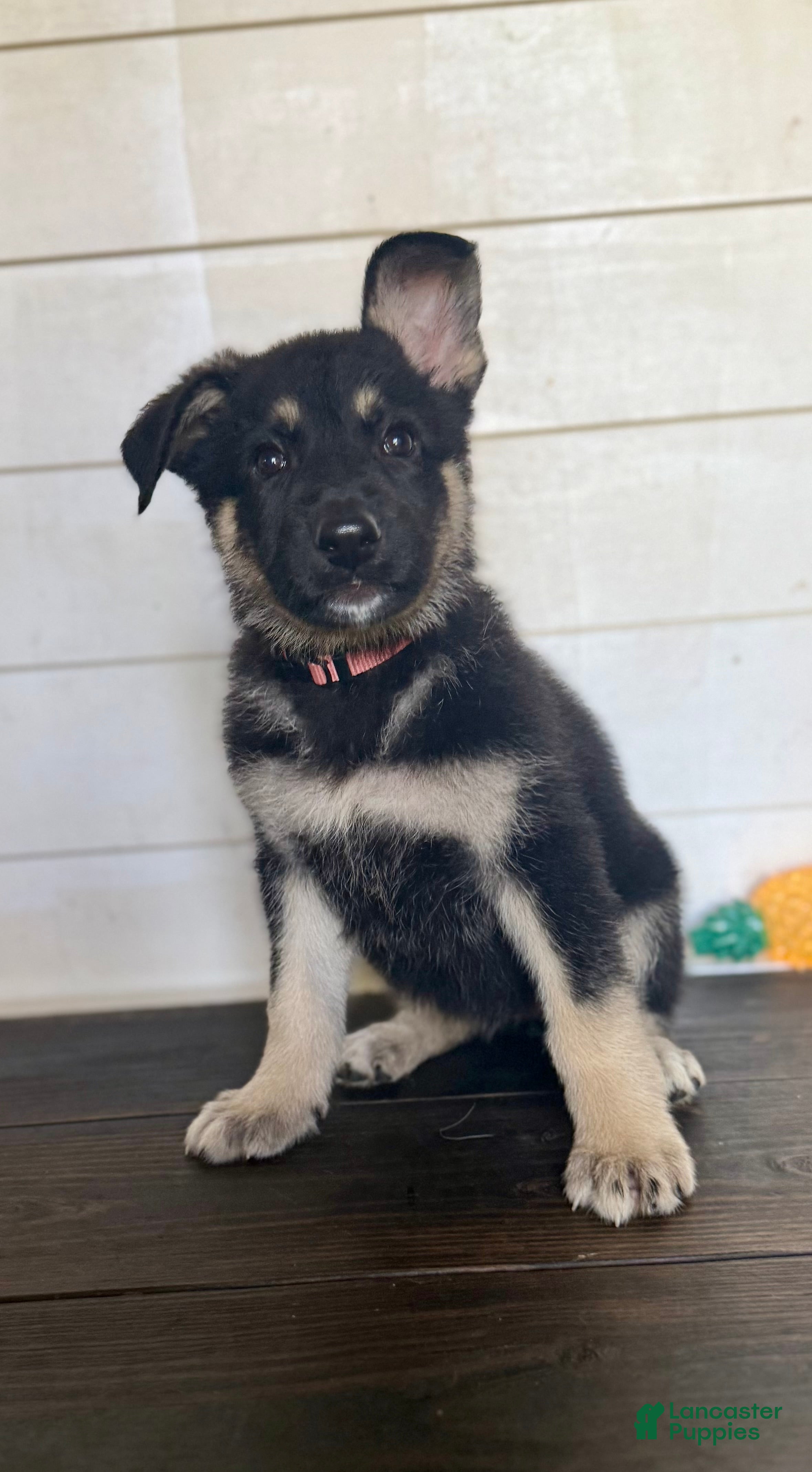 German Shepherd dogs MJ - Ad 1