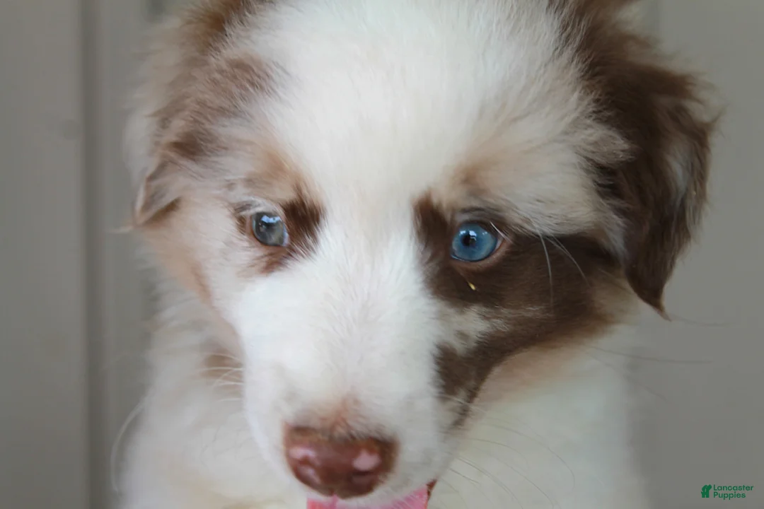 Australian Shepherd dogs for sale: Ranger - Ad 4