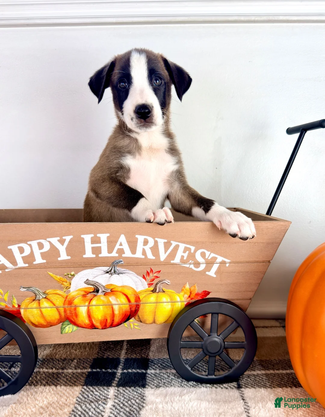 Border Collie dogs for sale: Cinnamon  - Ad 5