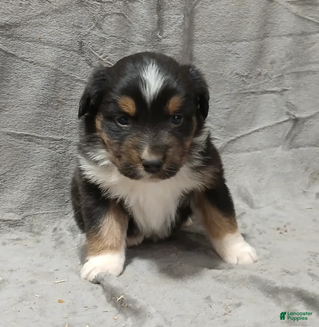 Australian Shepherd dogs for sale: Maximus - Ad 1