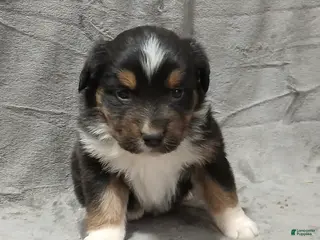 Australian Shepherd dogs Maximus - Ad 3