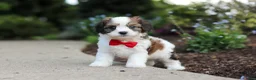 Cavachon dogs for sale: Benji - Ad 2