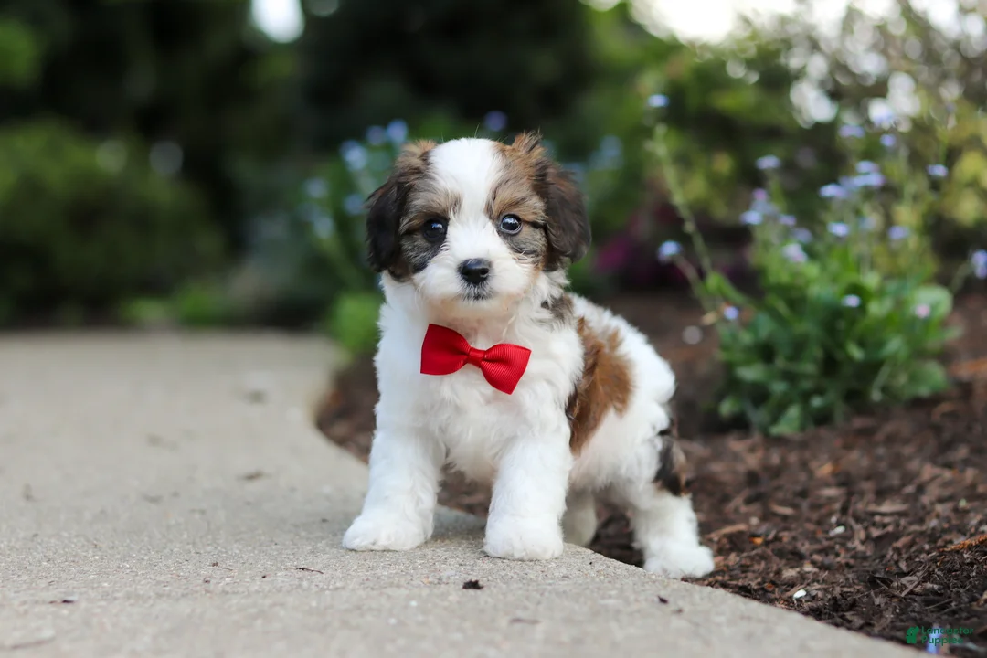 Cavachon dogs for sale: Benji - Ad 2