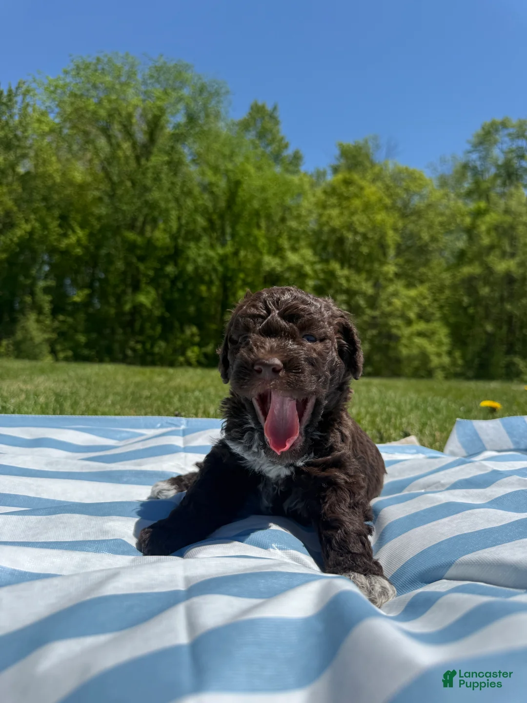 Lagotto Romagnolo dogs for sale: Lagotto Romagnolo Puppy 6 - Ad 2
