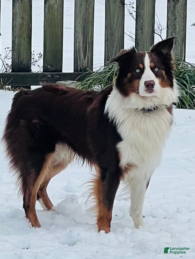 Arlo