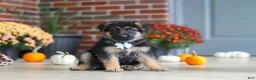 German Shepherd dogs for sale: Miles - Ad 3
