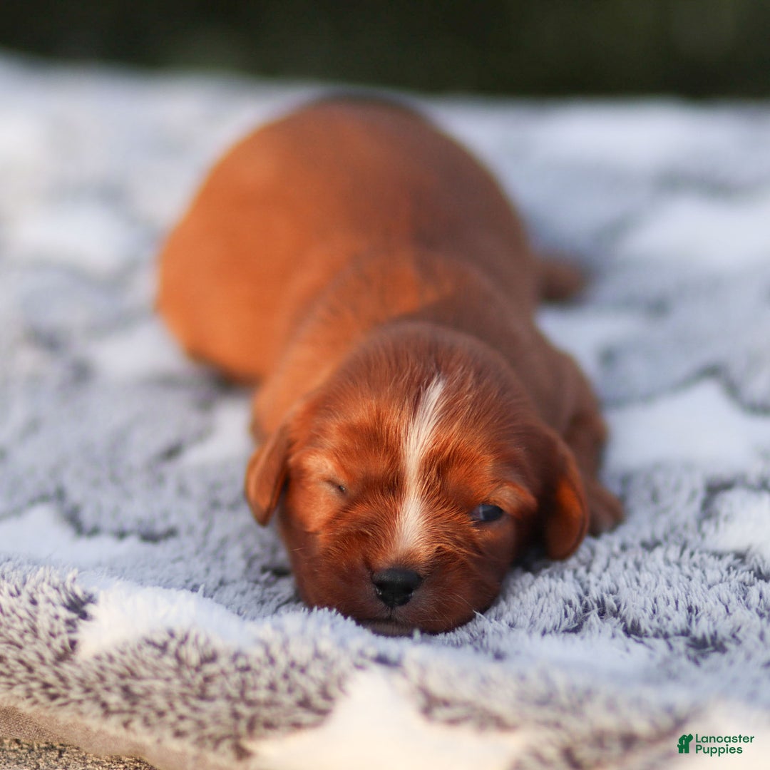 Cavalier King Charles Spaniel dogs for sale: Feyre - Ad 1