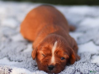 Cavalier King Charles Spaniel dogs Feyre - Ad 26