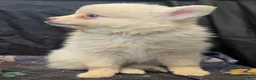Pomsky dogs for sale: Cream boy 2 - Ad 4