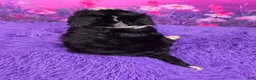 Mini Bernedoodle dogs for sale: Sawyer Munchkin Bernedoodle - Ad 4