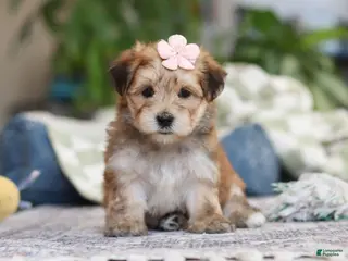 Morkie dogs Sarah - Ad 16