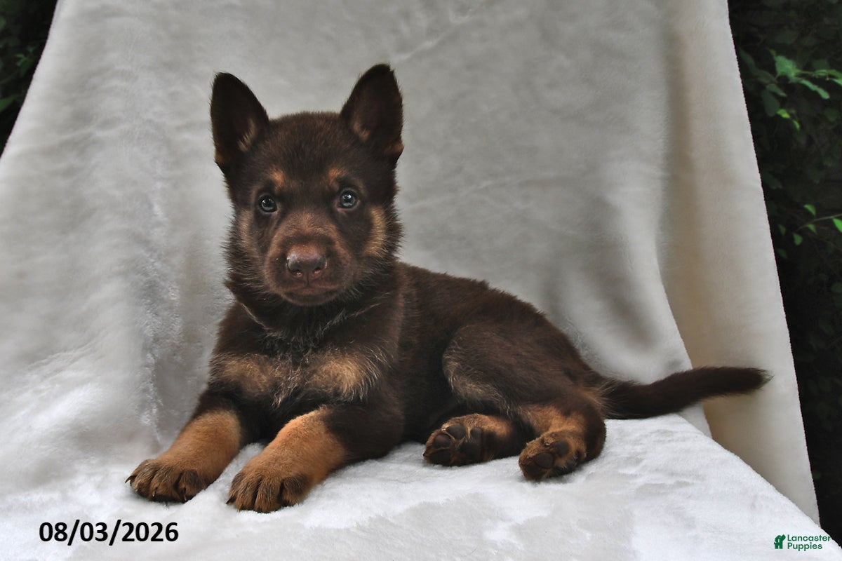German Shepherd dogs Copper - Ad 1