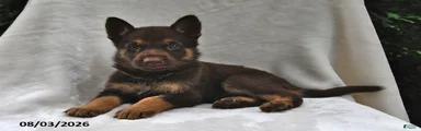 Copper