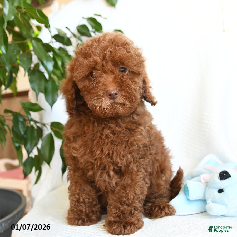 Toy Poodle dogs Eric - Ad 24