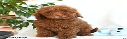 Toy Poodle dogs for sale: Eric - Ad 1