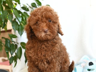 Toy Poodle dogs Eric - Ad 42