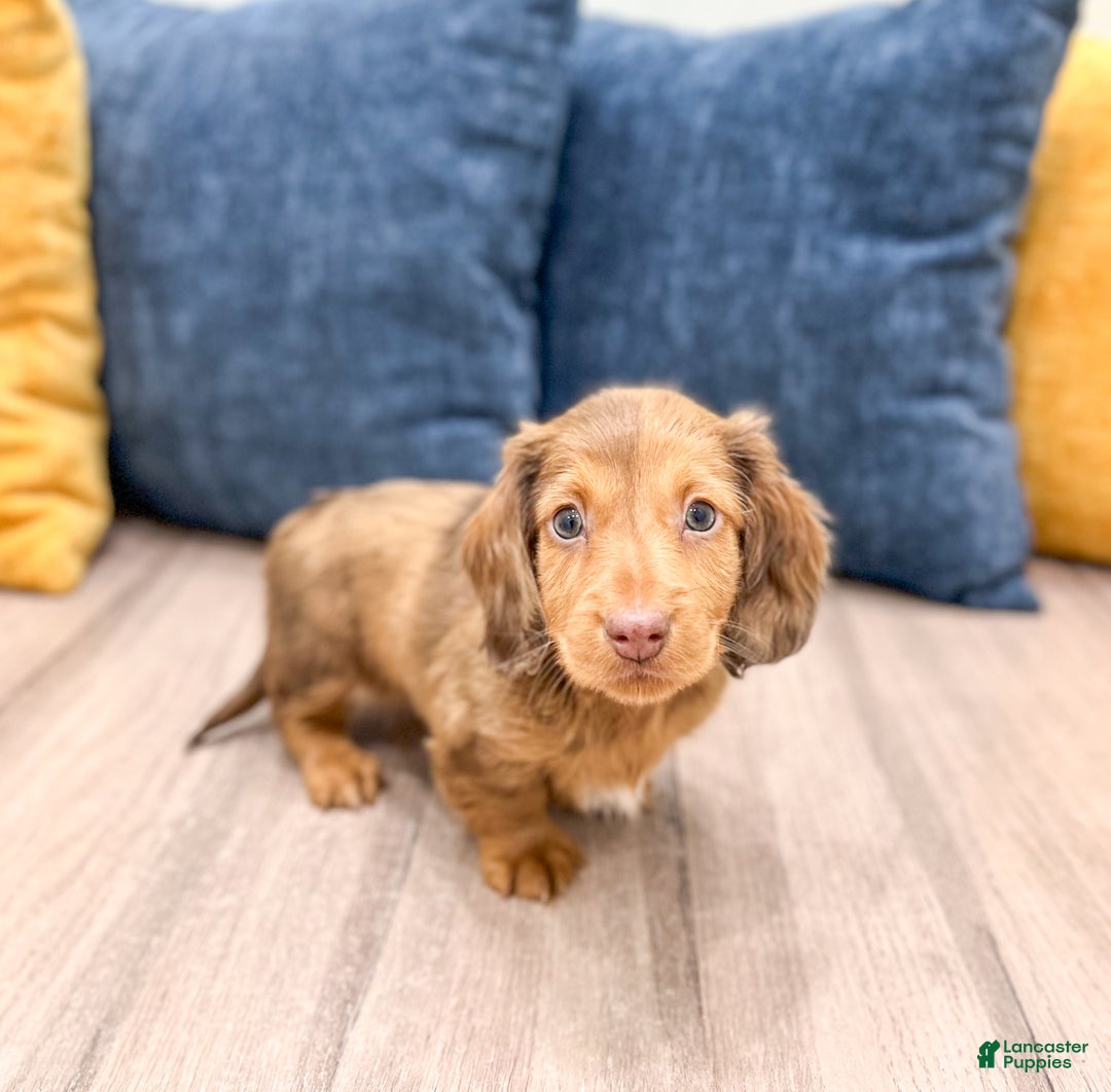 Miniature Dachshund dogs for sale: Tyson - Ad 4