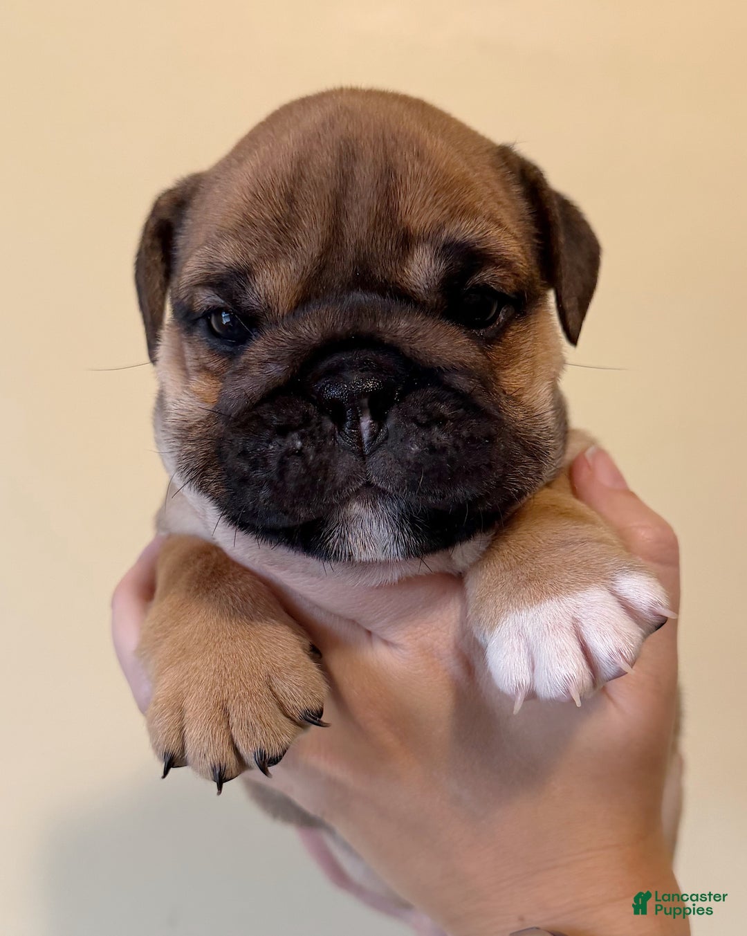 English Bulldog dogs for sale: Coco - Ad 5