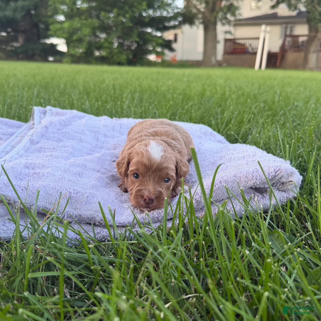 Mini Goldendoodle dogs for sale: Moose Mini Goldendoodle  - Ad 2