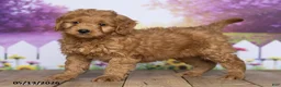 Mini Goldendoodle dogs for sale: Rosie - Ad 3