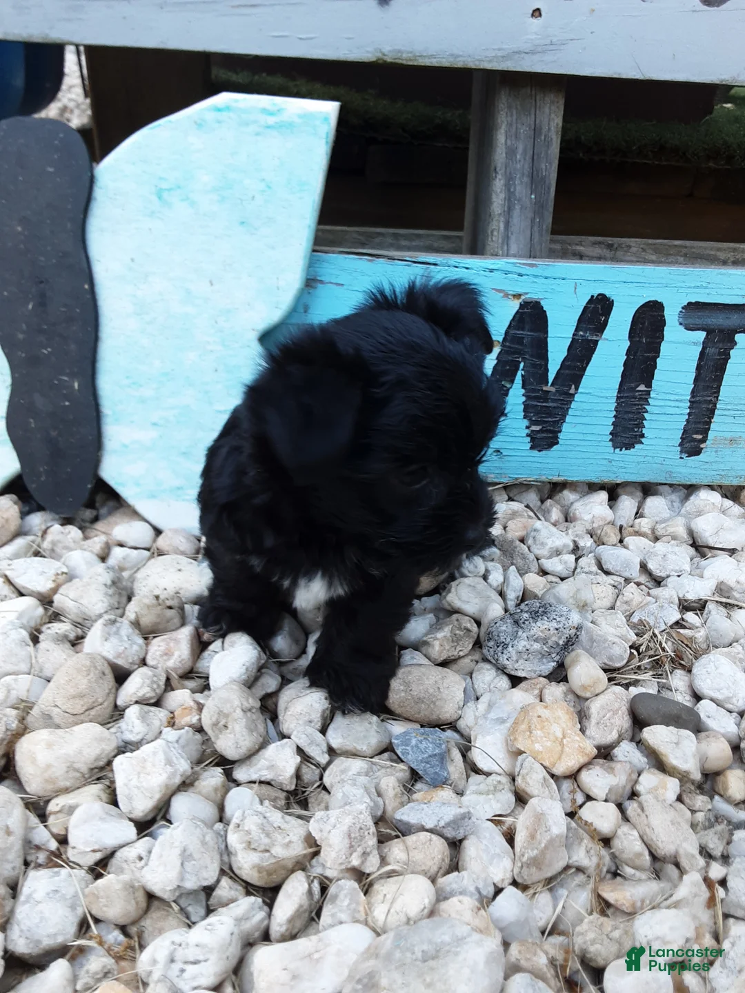 Yorkiepoo dogs for sale: Dahlia  - Ad 1