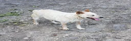 Australian Cattle Dog dogs for sale: Australian Cattle Dog Puppy 4 girl - Ad 4