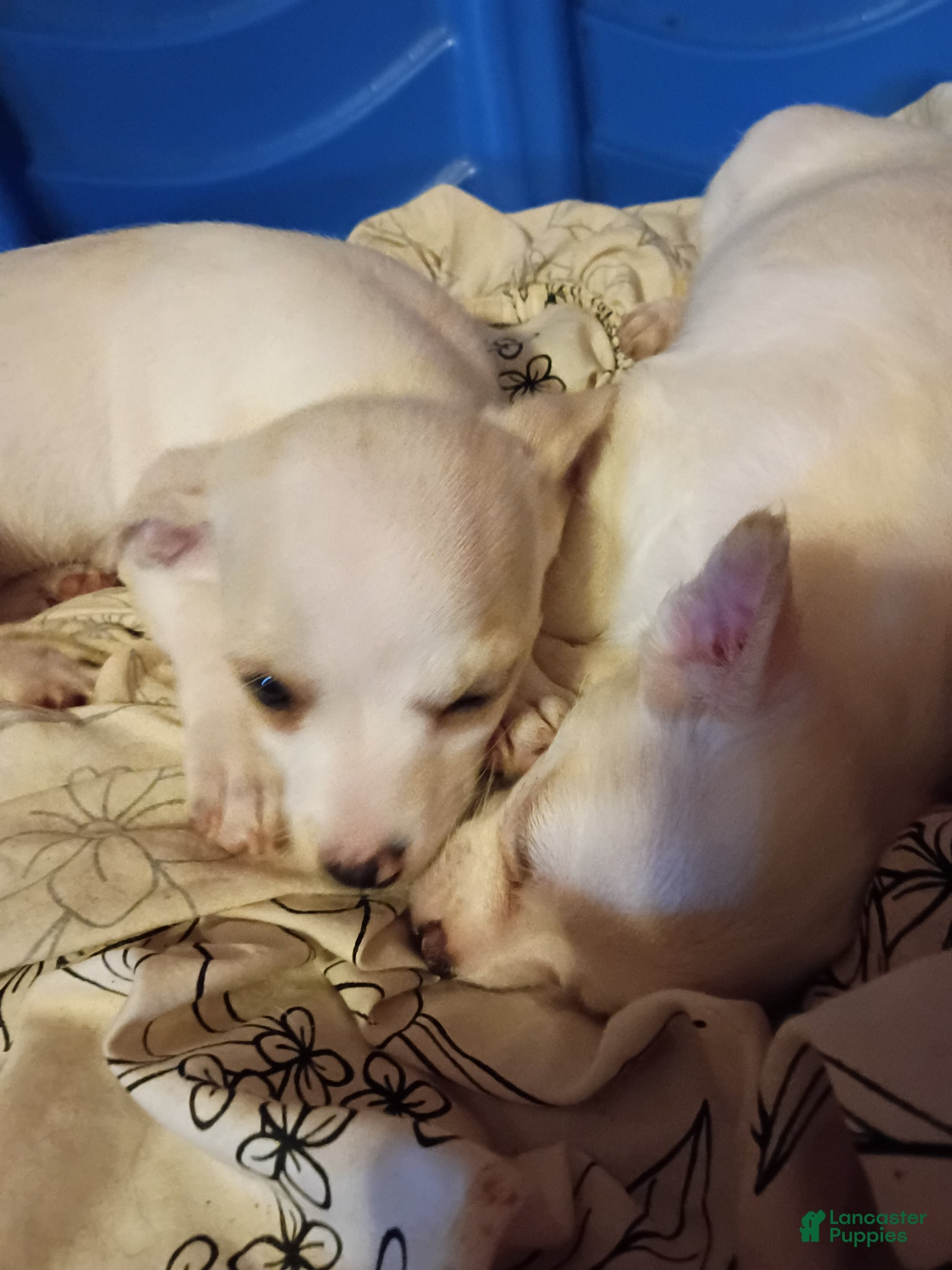 Jack Chi dogs Jack Chi Puppy 2 - Ad 8