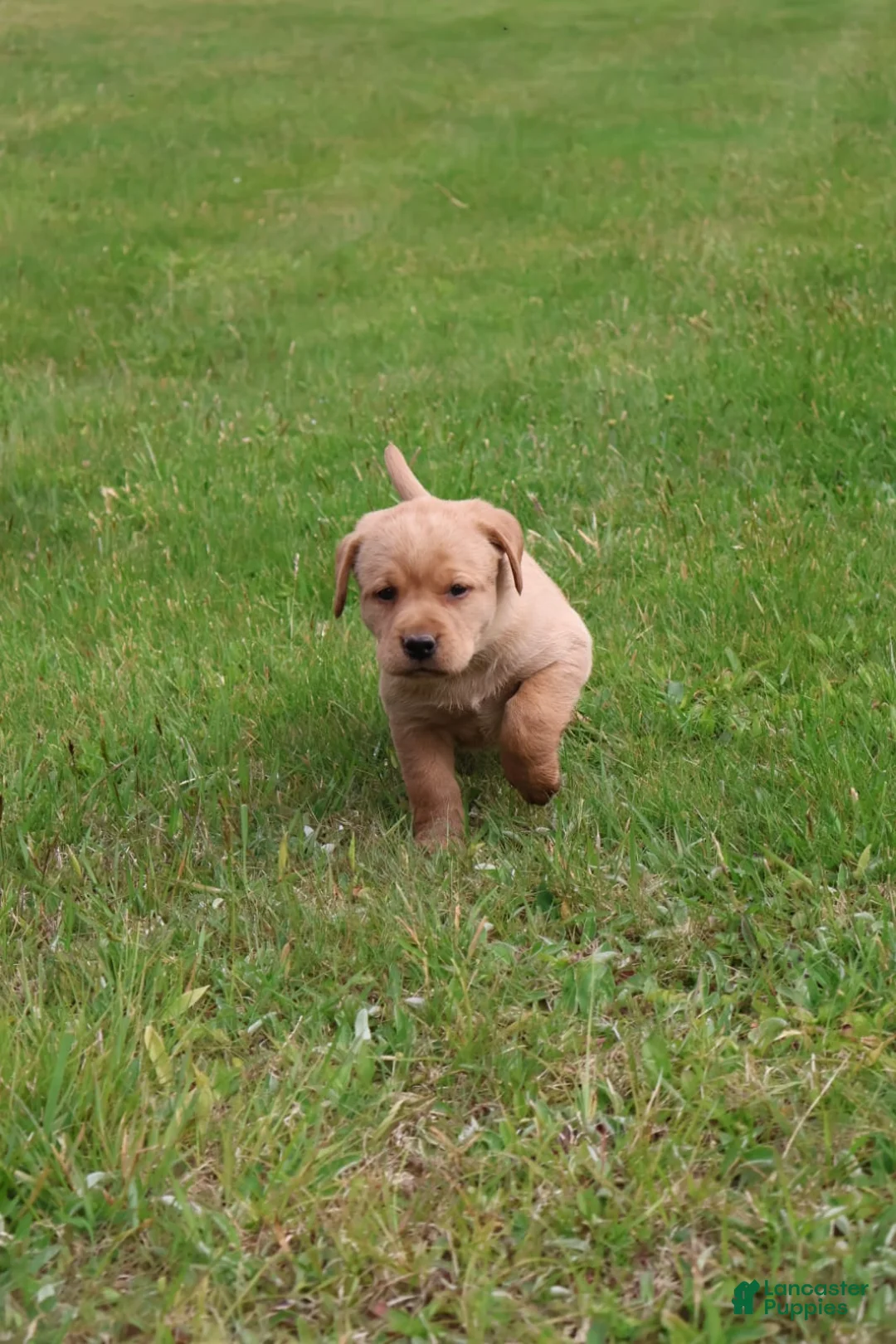 Labrador Retriever dogs for sale: Ginger - Ad 2