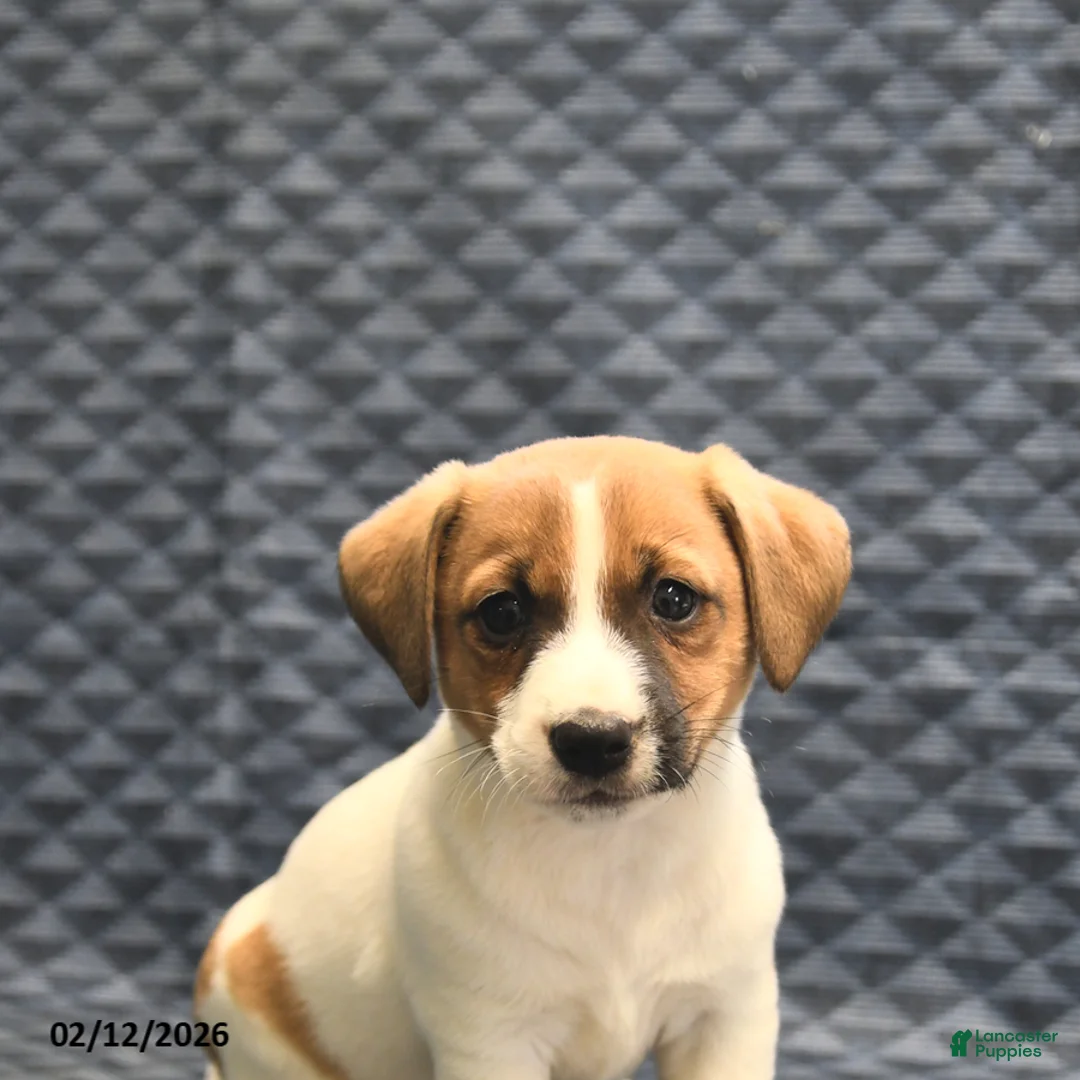 Jack Russell Terrier dogs for sale: Noah - Ad 4