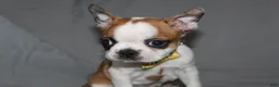 Boston Terrier dogs for sale: Harper - Ad 3