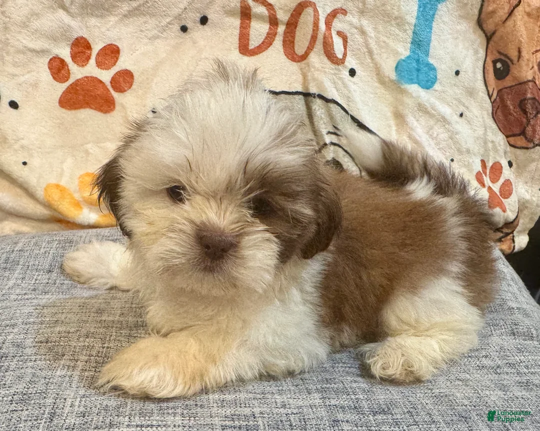 Shih Tzu dogs for sale: Zap - Ad 2