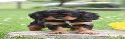 Cavalier King Charles Spaniel dogs for sale: Daisy - Ad 1