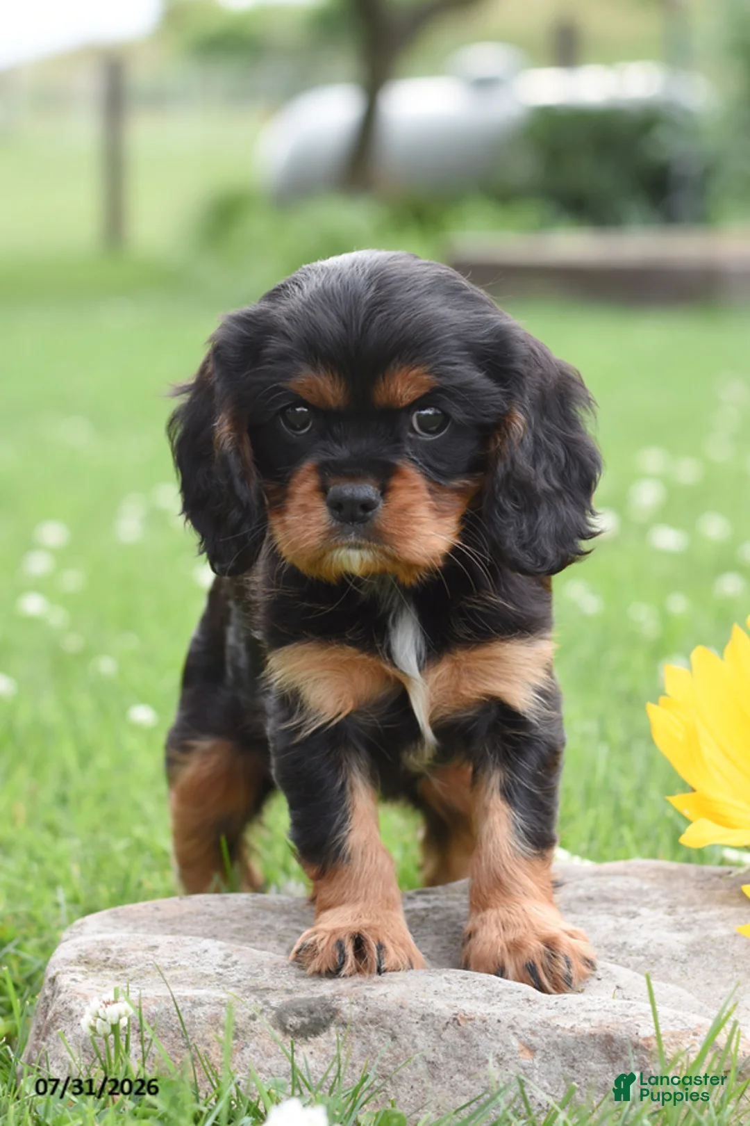 Cavalier King Charles Spaniel dogs for sale: Daisy - Ad 1